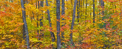 Michigan Fall Colors. I - Igor Menaker Fine Art Photography