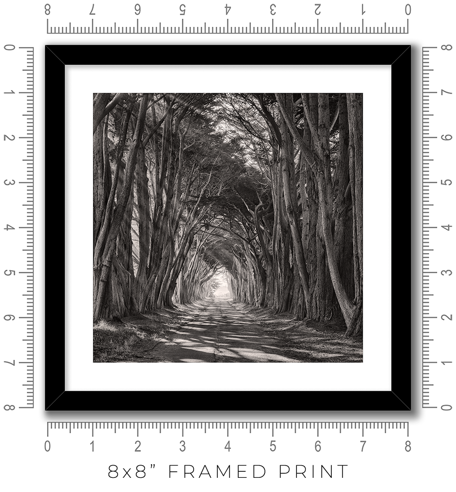Cypress Tunnel - Igor Menaker Fine Art Photography