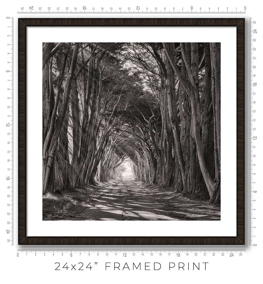Cypress Tunnel - Igor Menaker Fine Art Photography