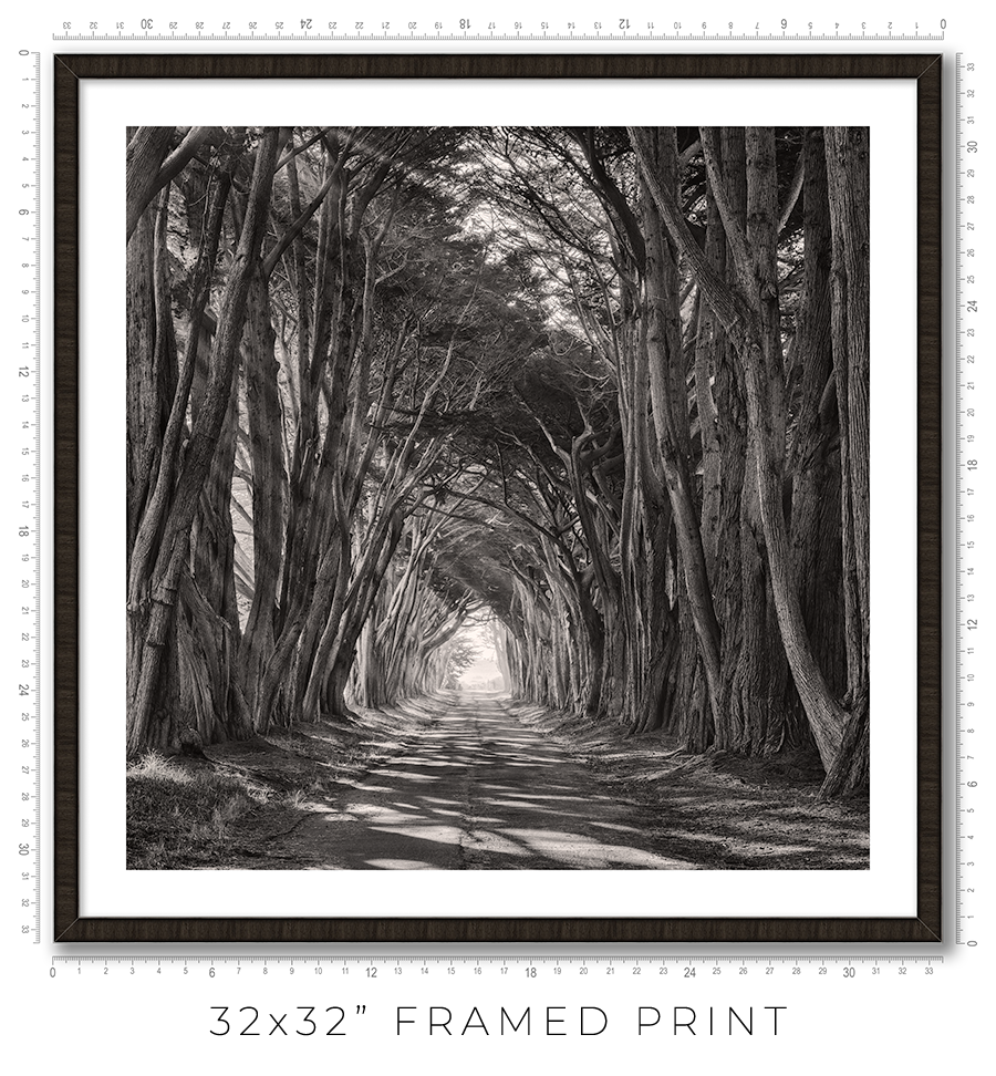 Cypress Tunnel - Igor Menaker Fine Art Photography