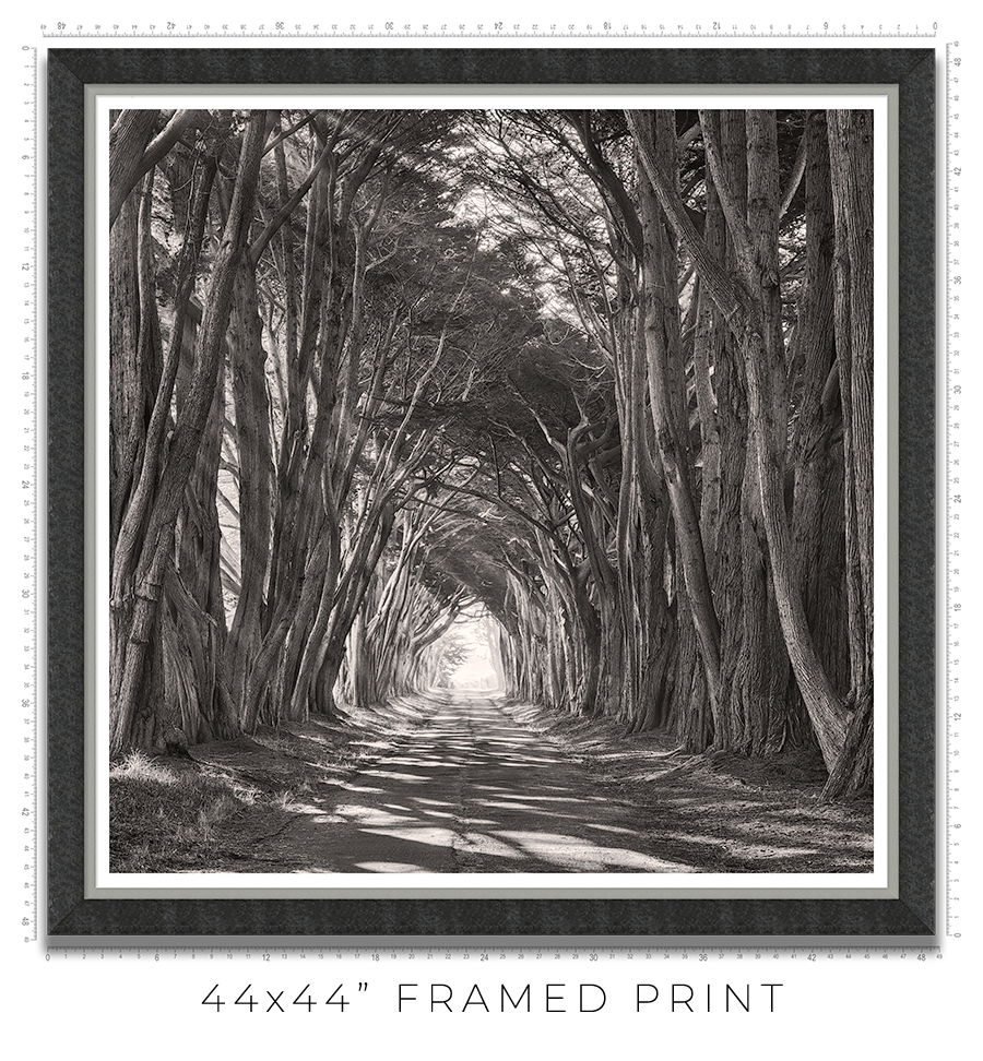 Cypress Tunnel - Igor Menaker Fine Art Photography