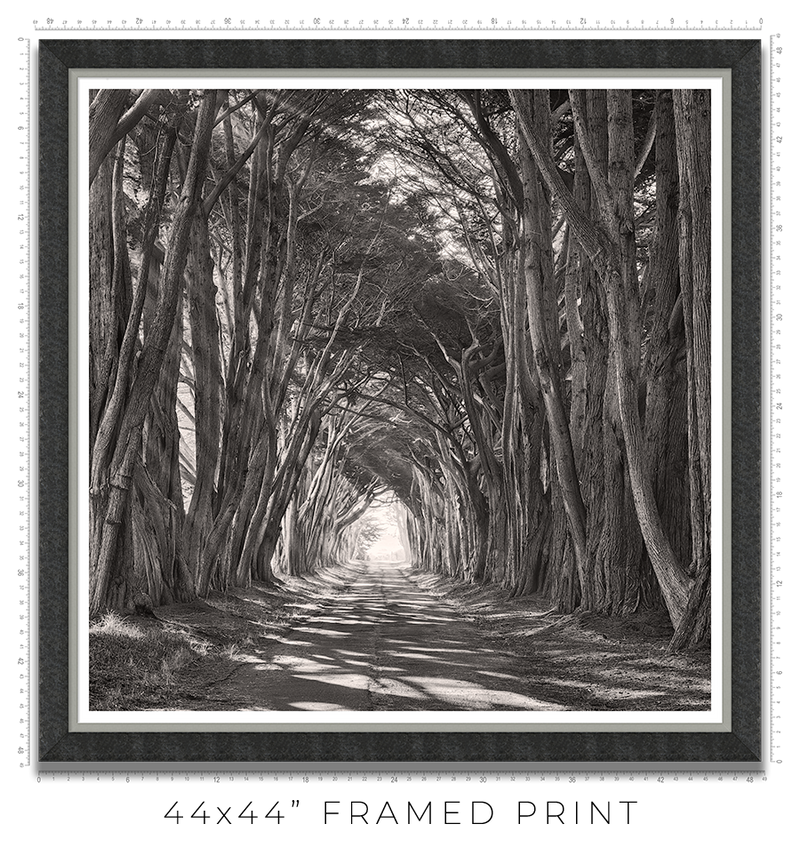 Cypress Tunnel - Igor Menaker Fine Art Photography