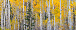 Aspen Light - Igor Menaker Fine Art Photography