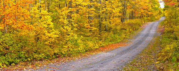 Forest Road - Igor Menaker Fine Art Photography