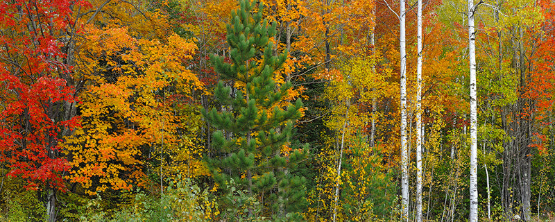 Wisconsin Fall Colors - Igor Menaker Fine Art Photography
