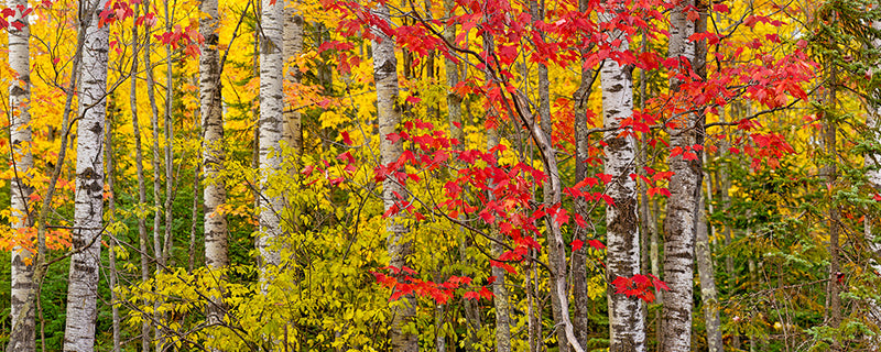 Wisconsin Haiku - Igor Menaker Fine Art Photography