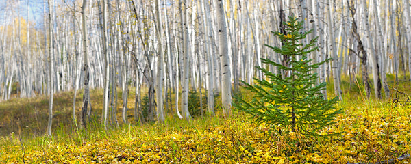 Baby Pine - Igor Menaker Fine Art Photography