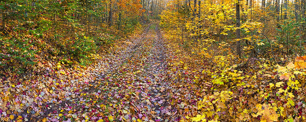 Autumn Trail - Igor Menaker Fine Art Photography