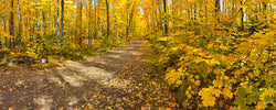 Michigan Fall Colors. IV - Igor Menaker Fine Art Photography