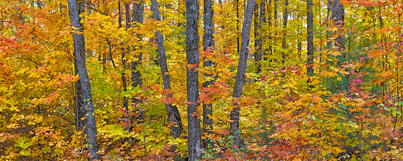 Michigan Fall Colors. I - Igor Menaker Fine Art Photography