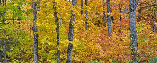 Michigan Fall Colors. II - Igor Menaker Fine Art Photography