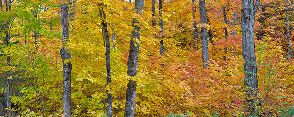 Michigan Fall Colors. II - Igor Menaker Fine Art Photography