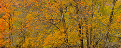 Fall Colors of Zion - Igor Menaker Fine Art Photography