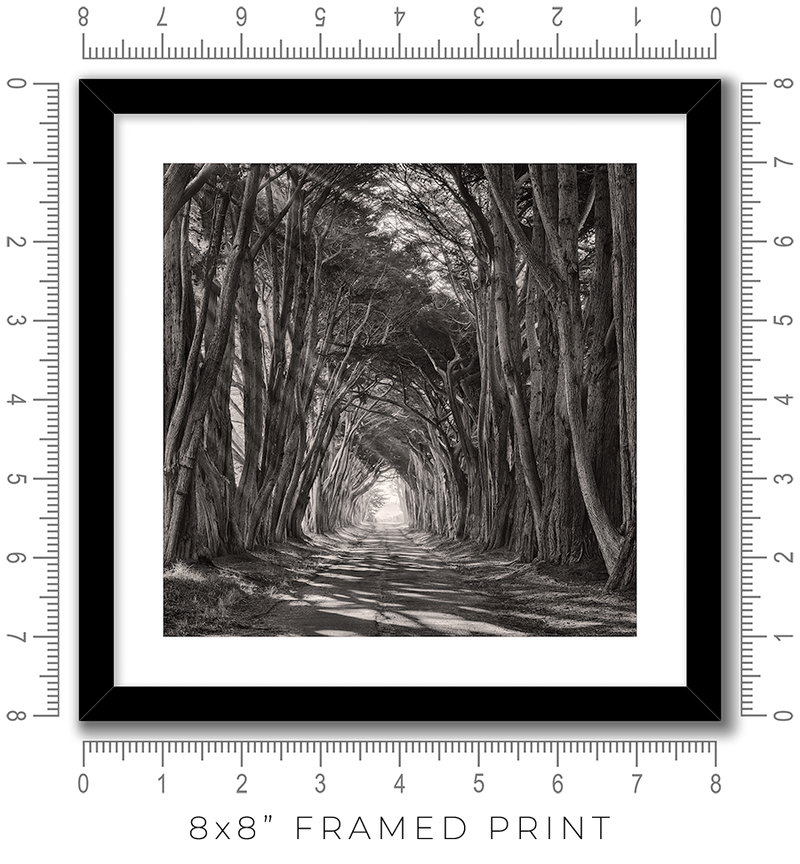 Cypress Tunnel - Igor Menaker Fine Art Photography