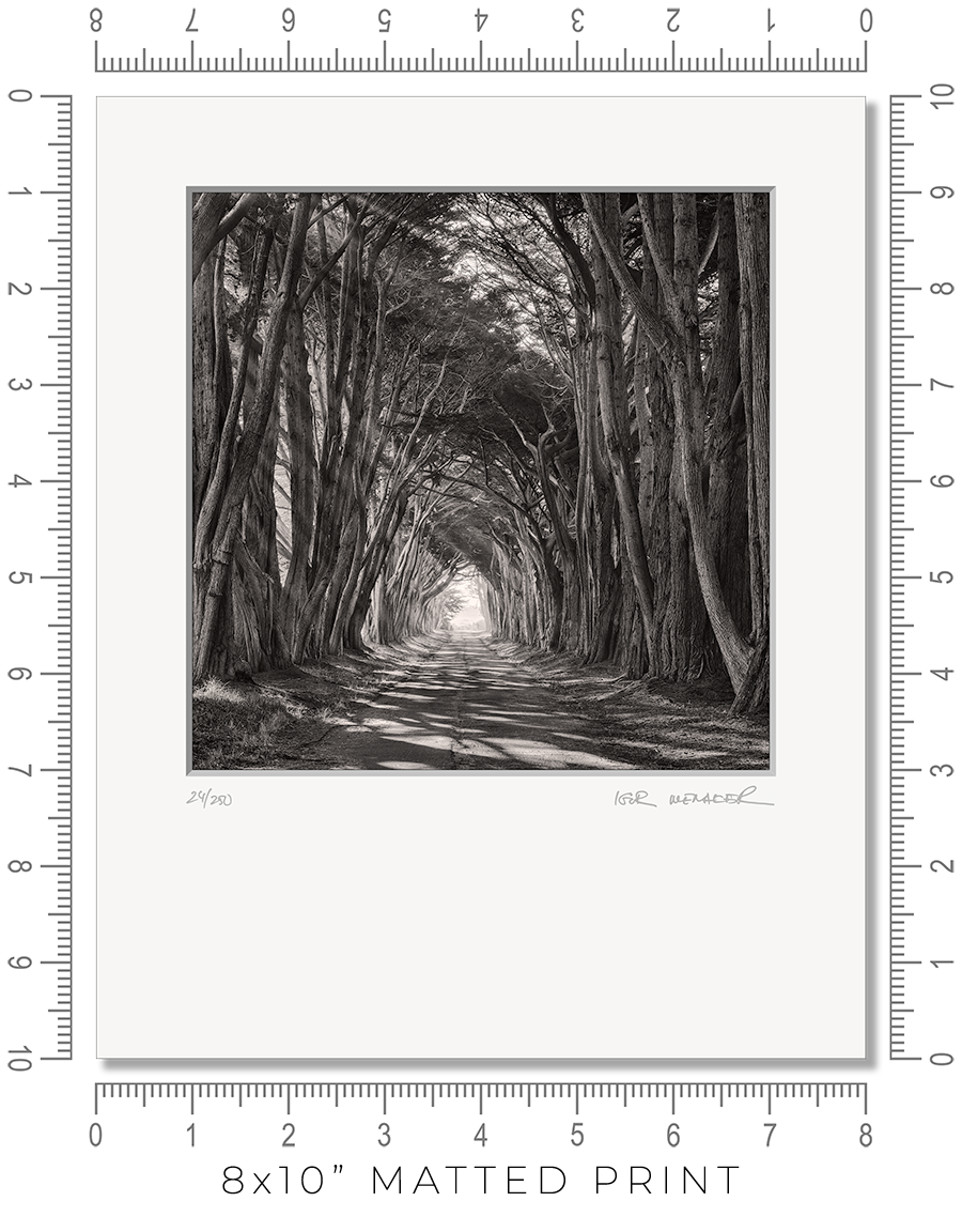 Cypress Tunnel - Igor Menaker Fine Art Photography