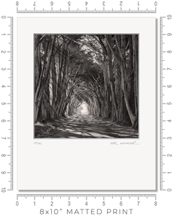 Cypress Tunnel - Igor Menaker Fine Art Photography