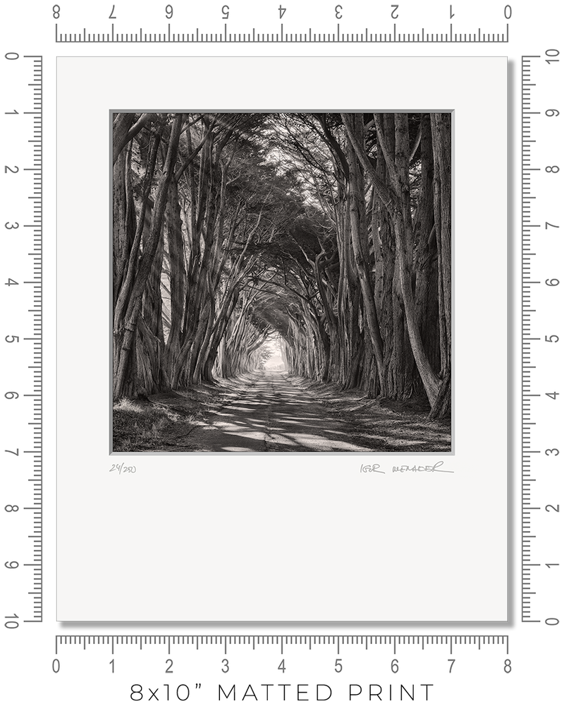 Cypress Tunnel - Igor Menaker Fine Art Photography