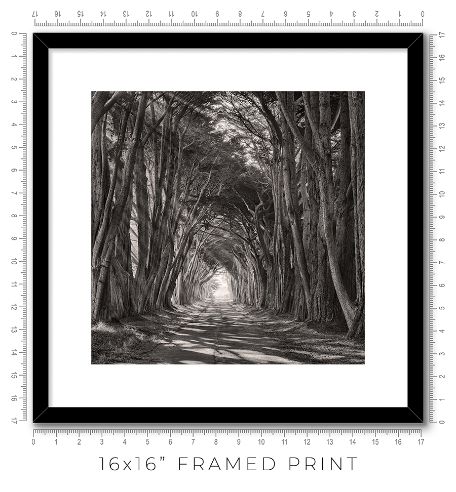 Cypress Tunnel - Igor Menaker Fine Art Photography