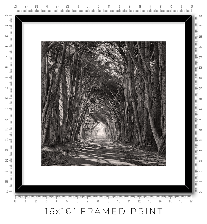Cypress Tunnel - Igor Menaker Fine Art Photography