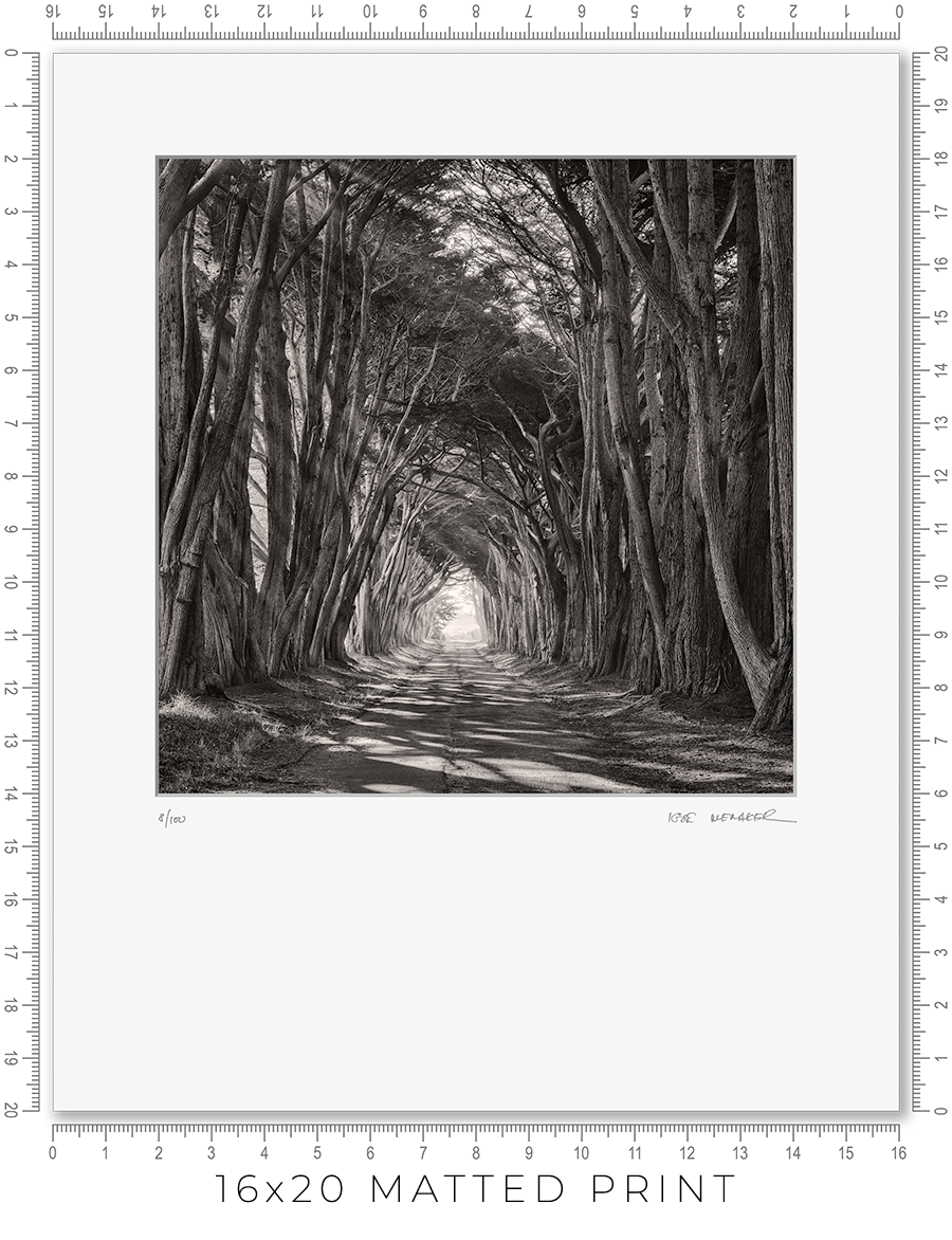 Cypress Tunnel - Igor Menaker Fine Art Photography