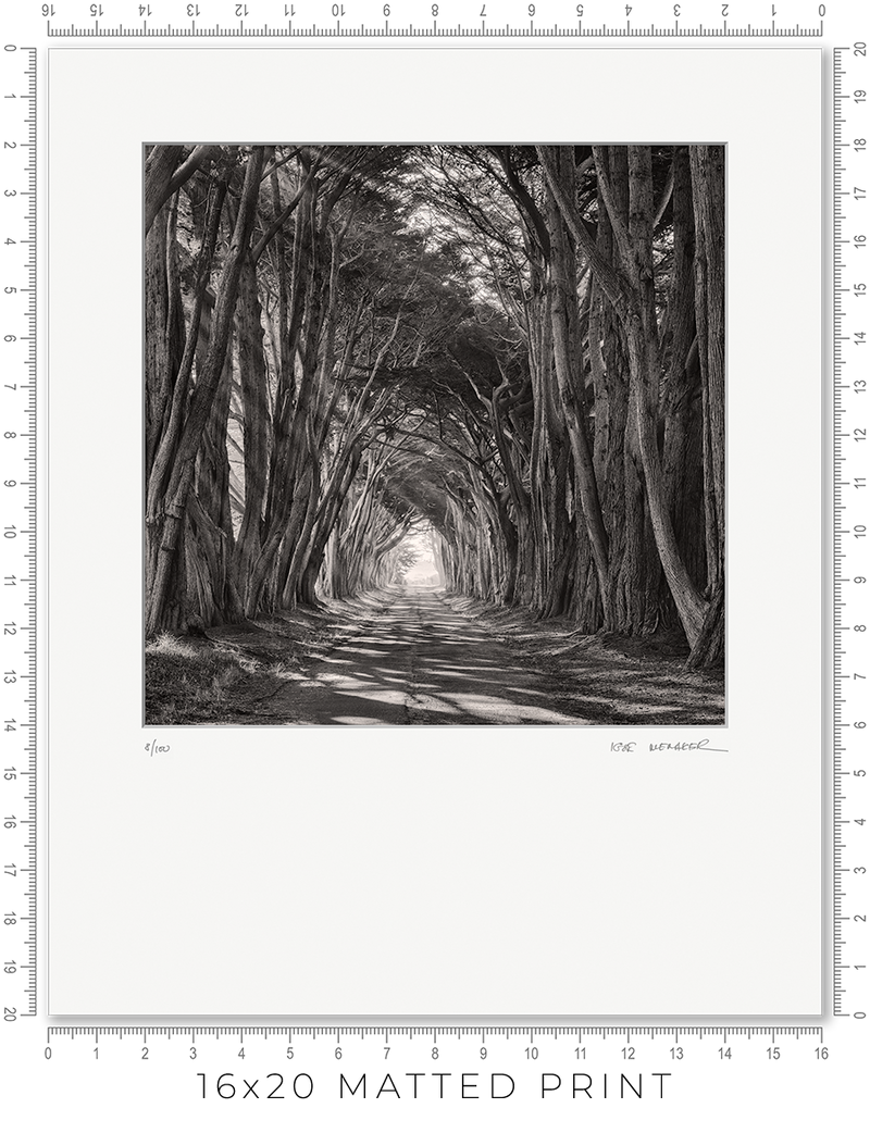 Cypress Tunnel - Igor Menaker Fine Art Photography