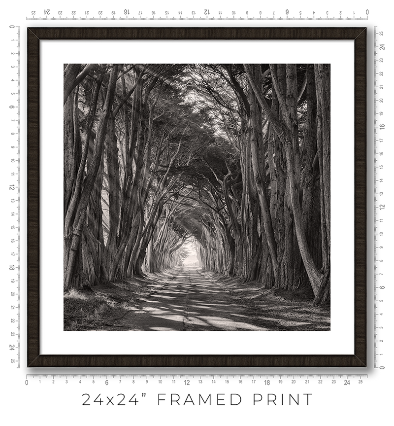 Cypress Tunnel - Igor Menaker Fine Art Photography