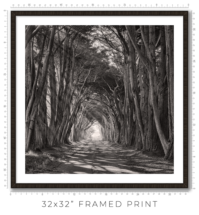 Cypress Tunnel - Igor Menaker Fine Art Photography