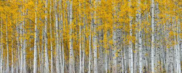 Autumn Glitter - Igor Menaker Fine Art Photography