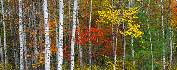 Autumn Tricolor - Igor Menaker Fine Art Photography