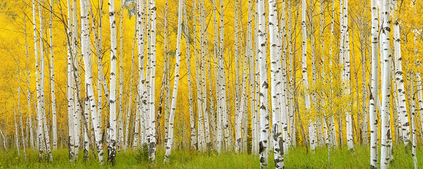 Crystal Aspens - Igor Menaker Fine Art Photography