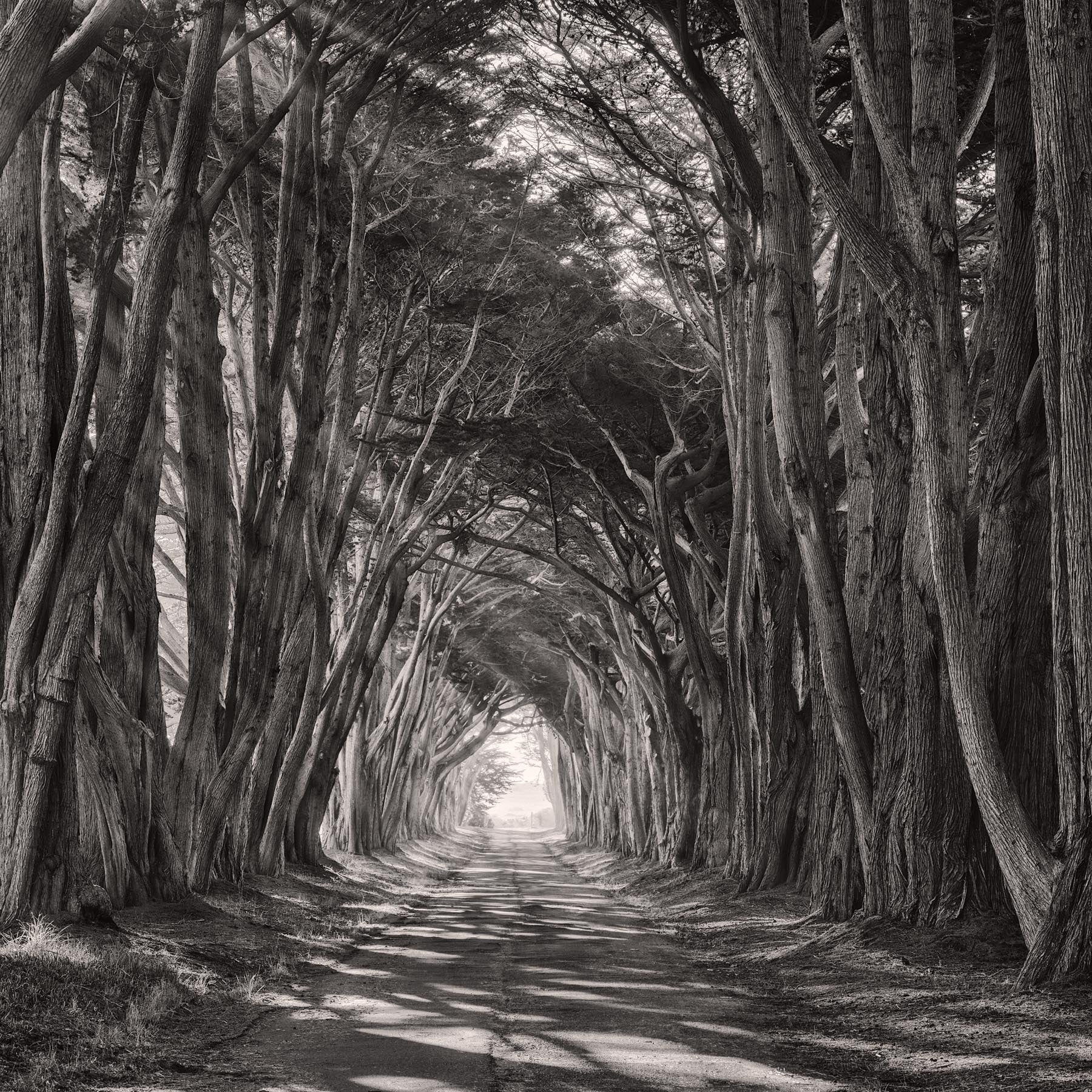 Cypress Tunnel - Igor Menaker Fine Art Photography